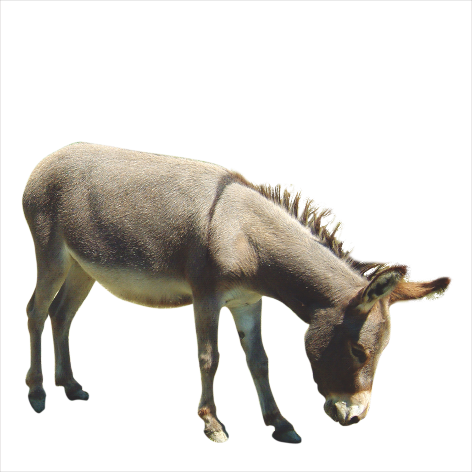 Picture Donkey Animal Transparent Png HD Free Download