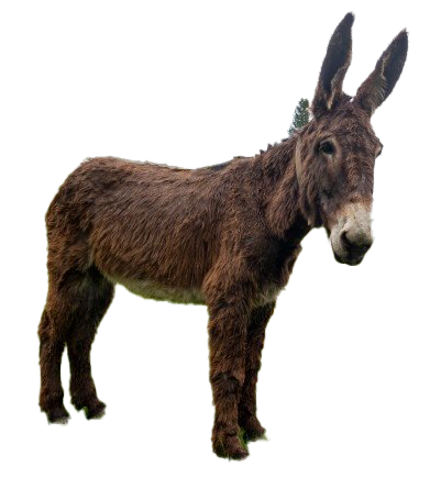 Donkey File Png HD Free Download