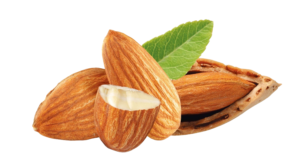 Picture Nut Almond Png HD Free Download