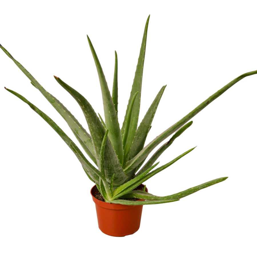 Vera Potted Aloe Png HD Free Download