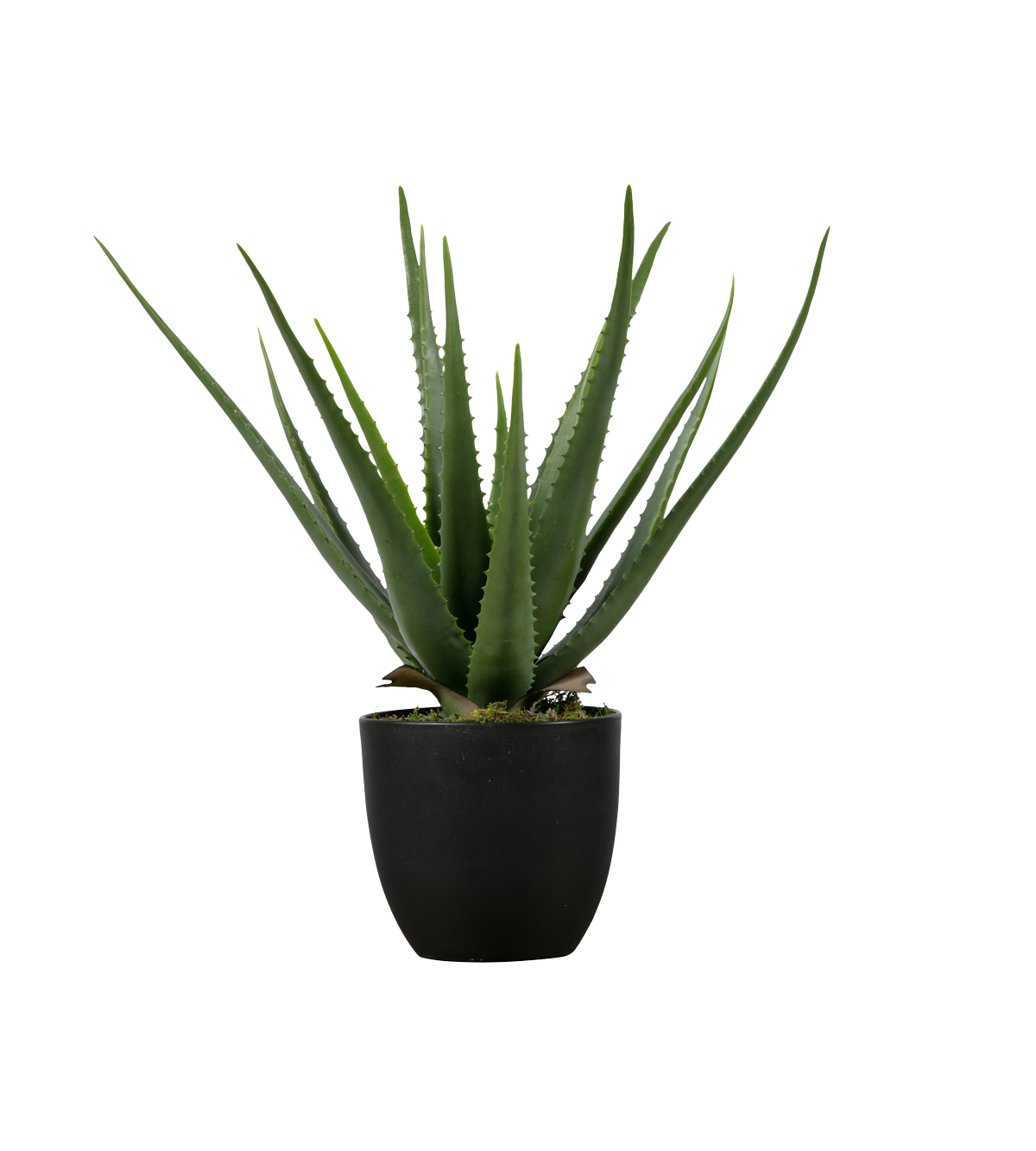 Vera Potted Aloe Clipart Png HD Free Download