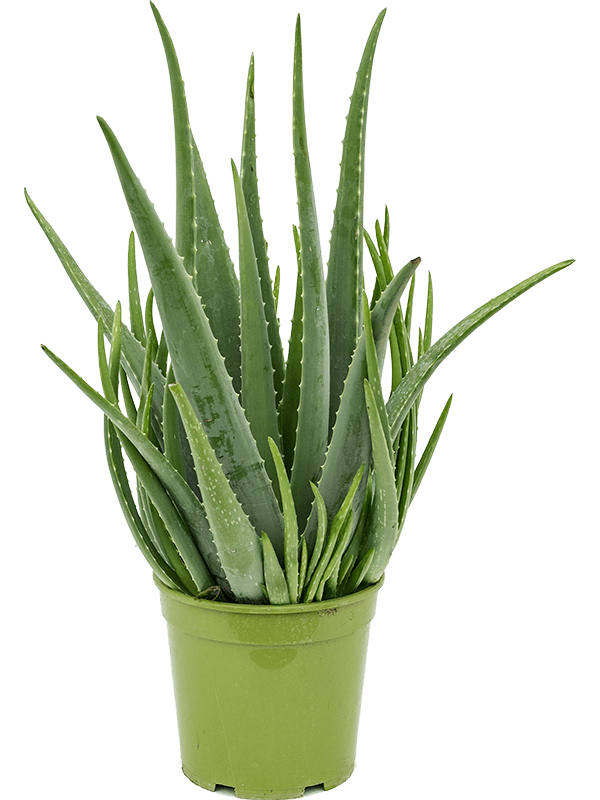 Vera Potted Pic Aloe Png HD Free Download