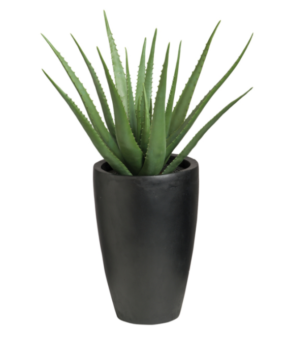 Vera Potted Aloe Png HD Free Download