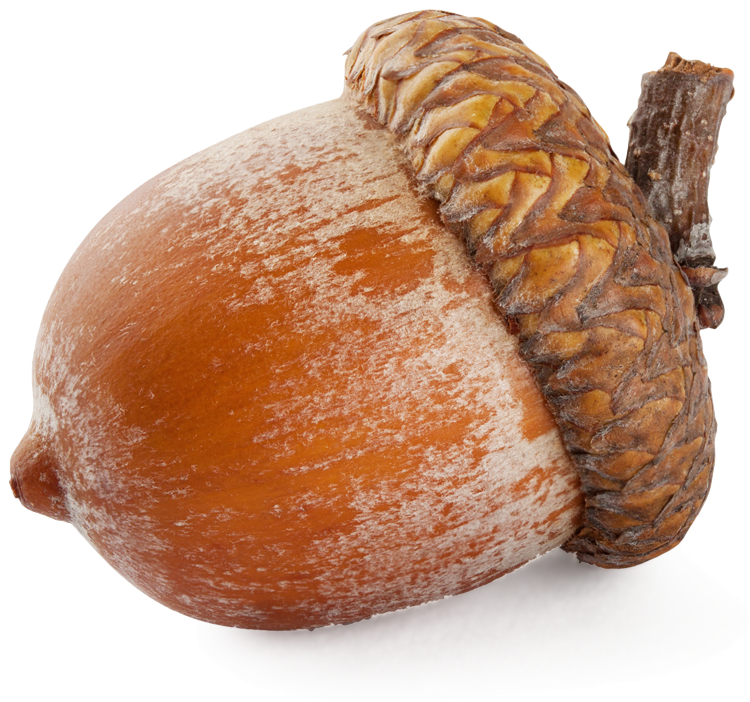 Acorn Png HD Free Download