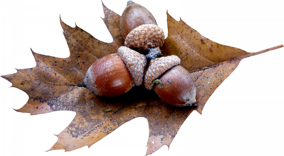 Acorn Png HD Free Download