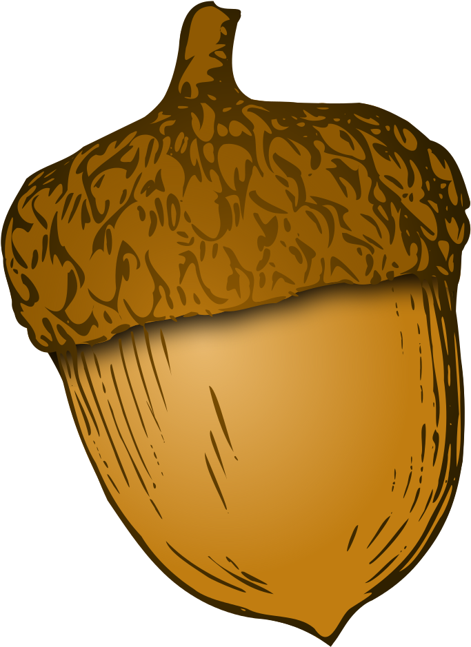 Photos Acorn Png HD Free Download