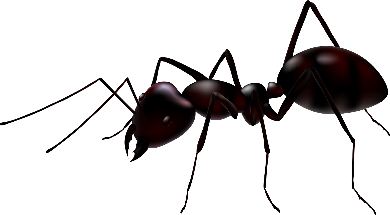 Ant Transparent Png HD Free Download