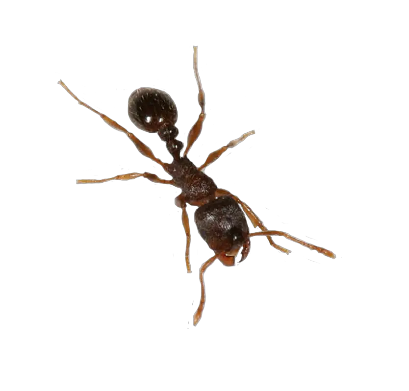 Ant Png HD Free Download