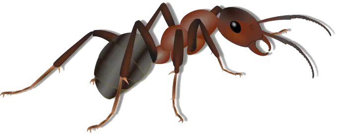 Ant Png HD Free Download