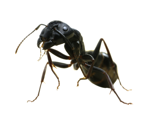 Ant File Png HD Free Download