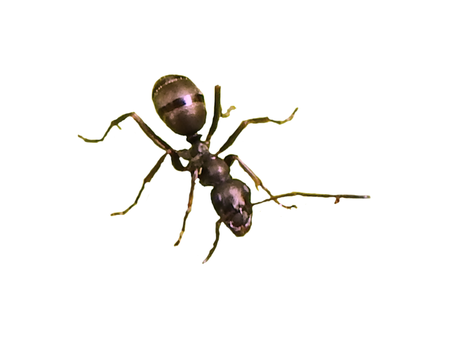 Ant Picture Png HD Free Download