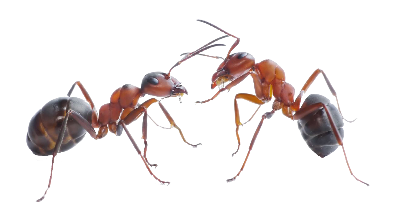 Ant Red Png HD Free Download