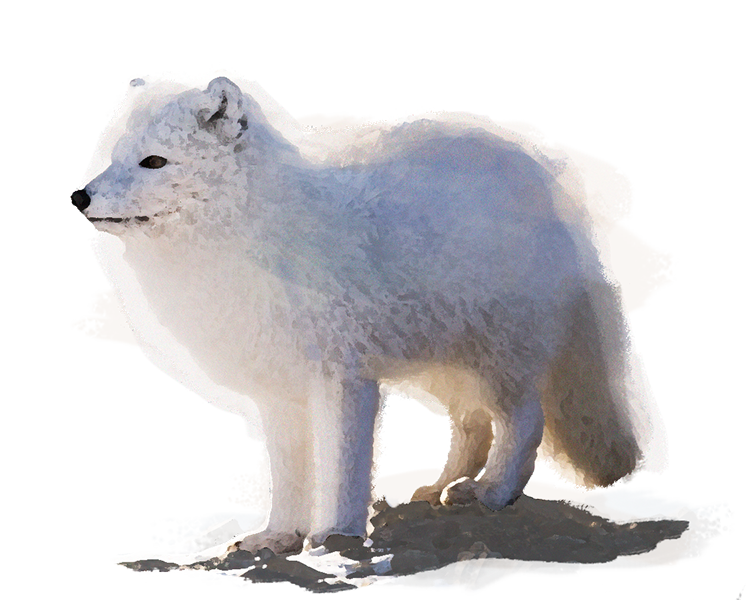 Arctic Fox Snow Png HD Free Download