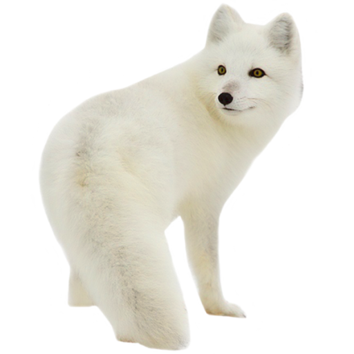 Arctic Fox Snow Clipart Png HD Free Download