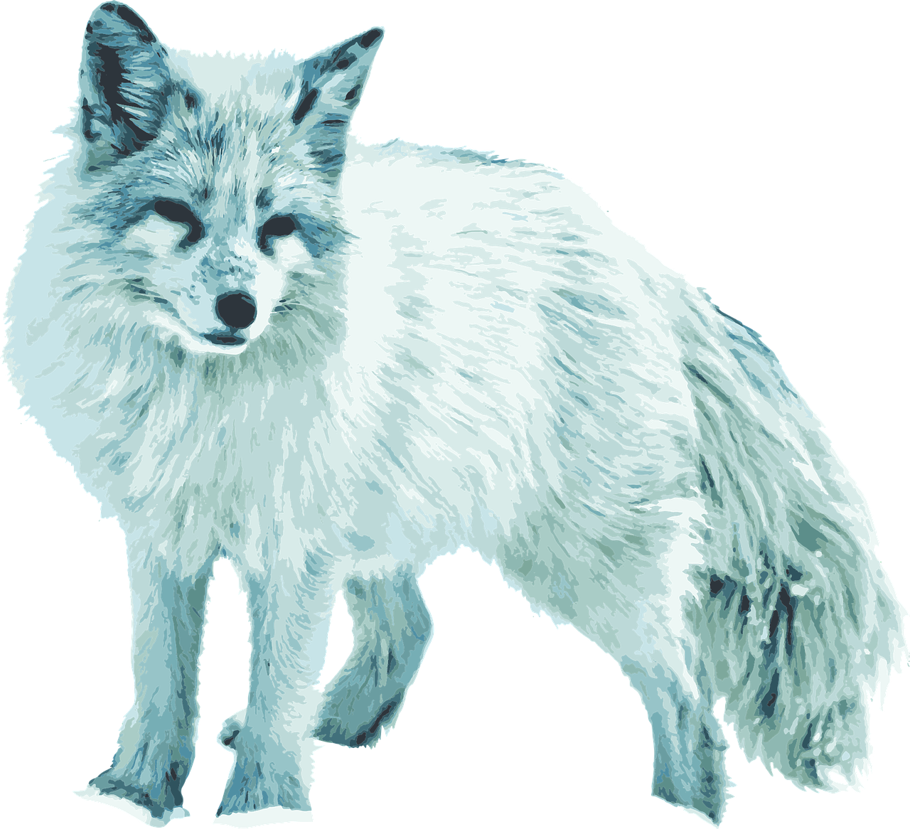 Arctic Fox Snow Png HD Free Download