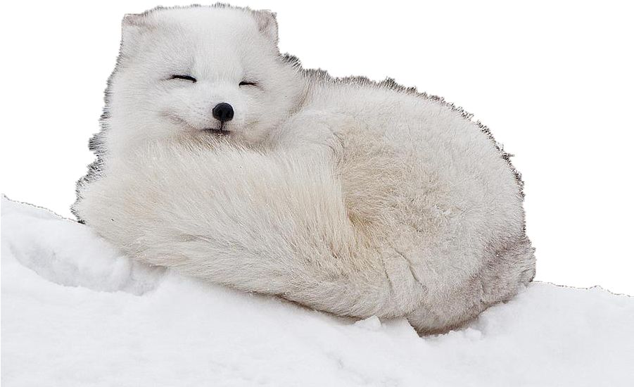 Arctic Fox Snow File Png HD Free Download