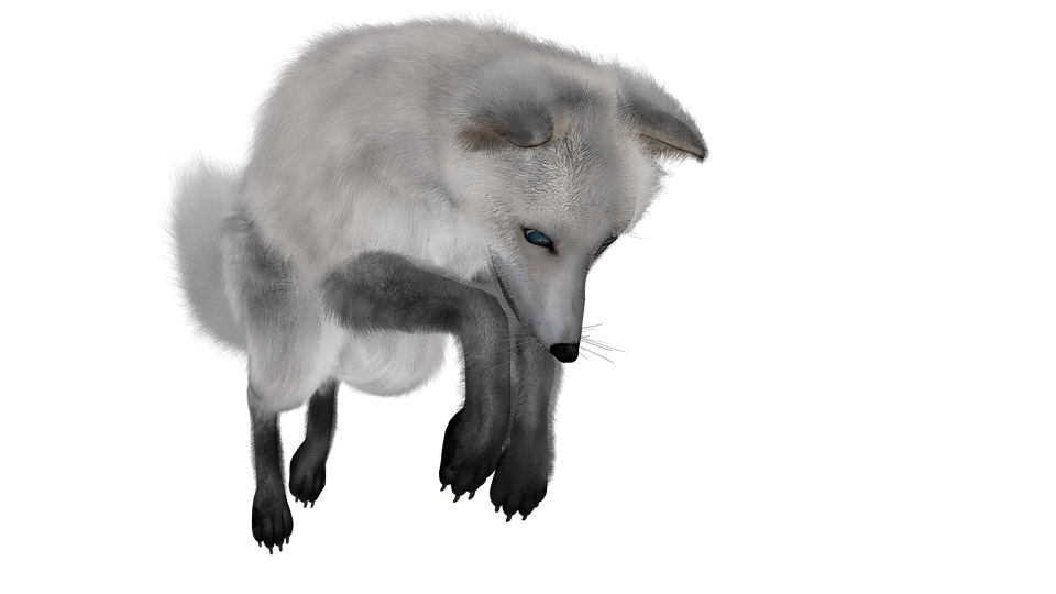 Arctic Fox Snow Png HD Free Download