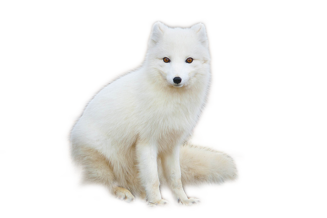 Arctic Fox Snow Png HD Free Download