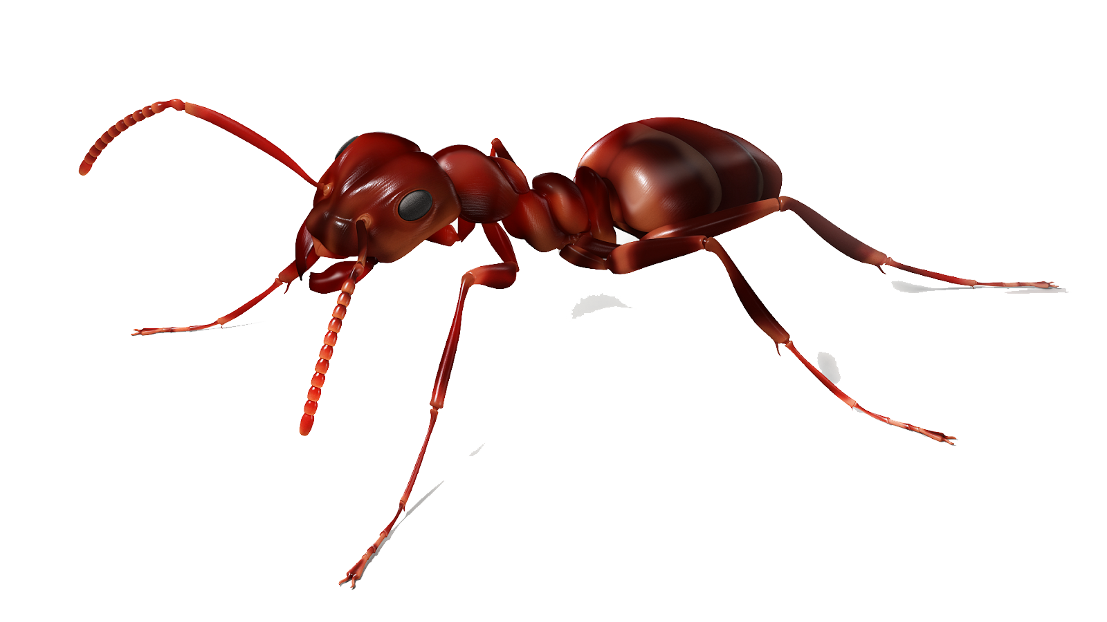 Ant Vector Png HD Free Download