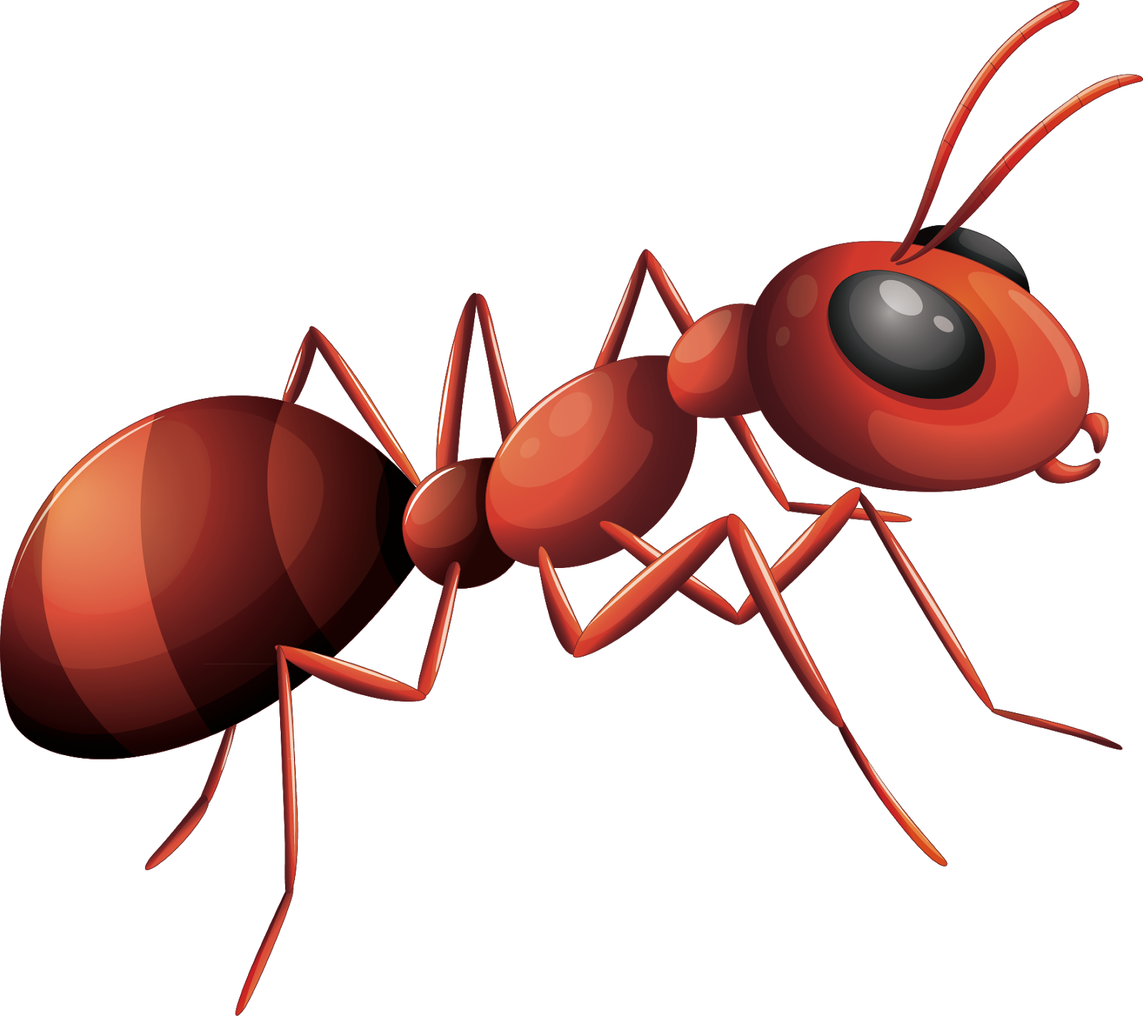 Ant Vector Png HD Free Download