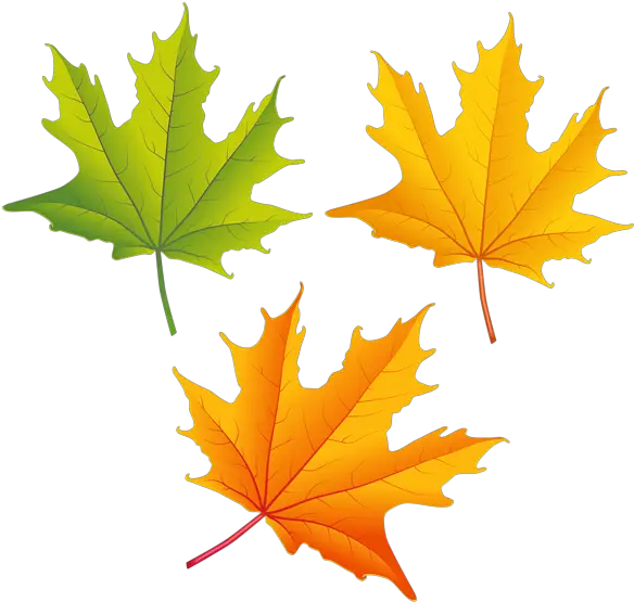 Autumn Vector Leaf Png HD Free Download