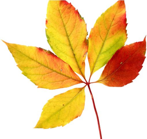 Autumn Picture Vector Leaf Png HD Free Download