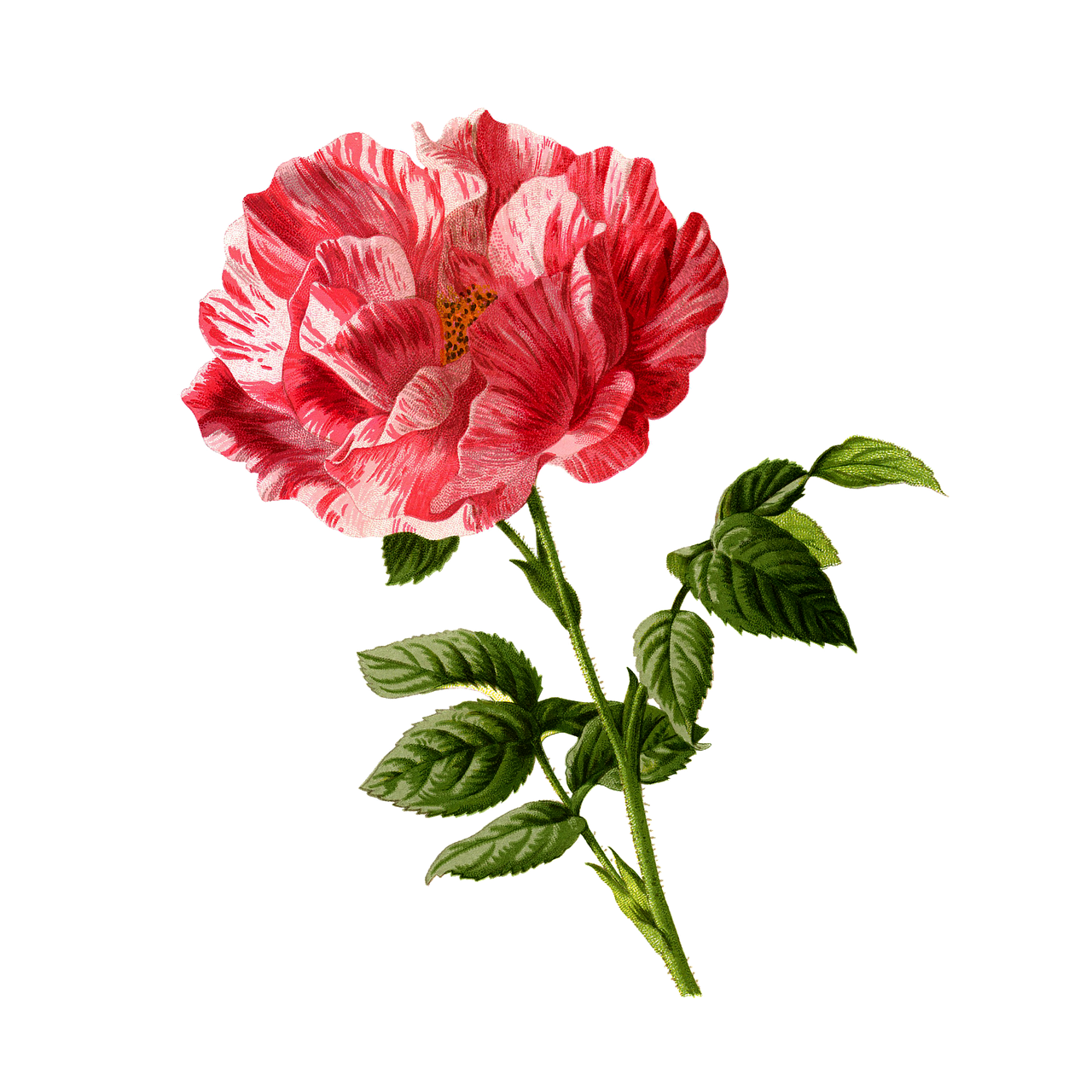 Vector Flower Artwork Png HD Free Download