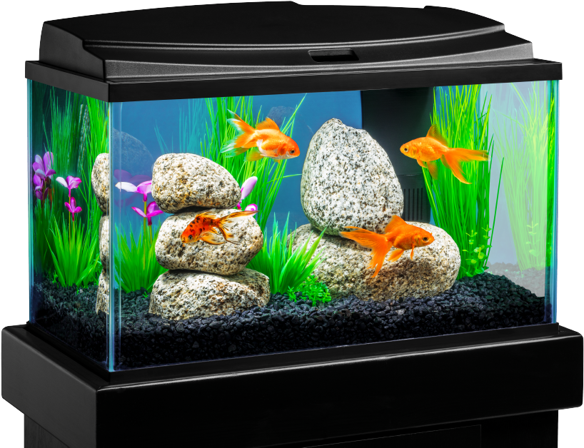 Fish Tank Aquarium File Png HD Free Download