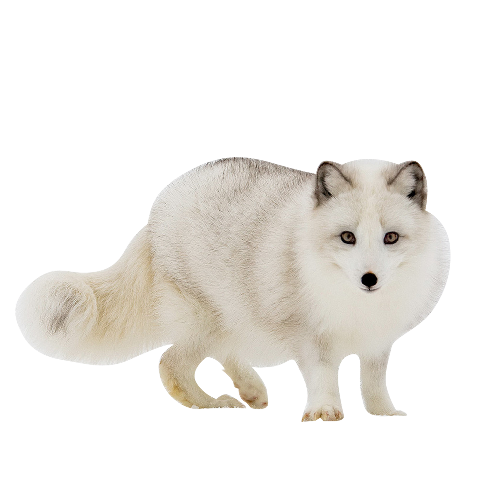 White Fox Arctic Png HD Free Download