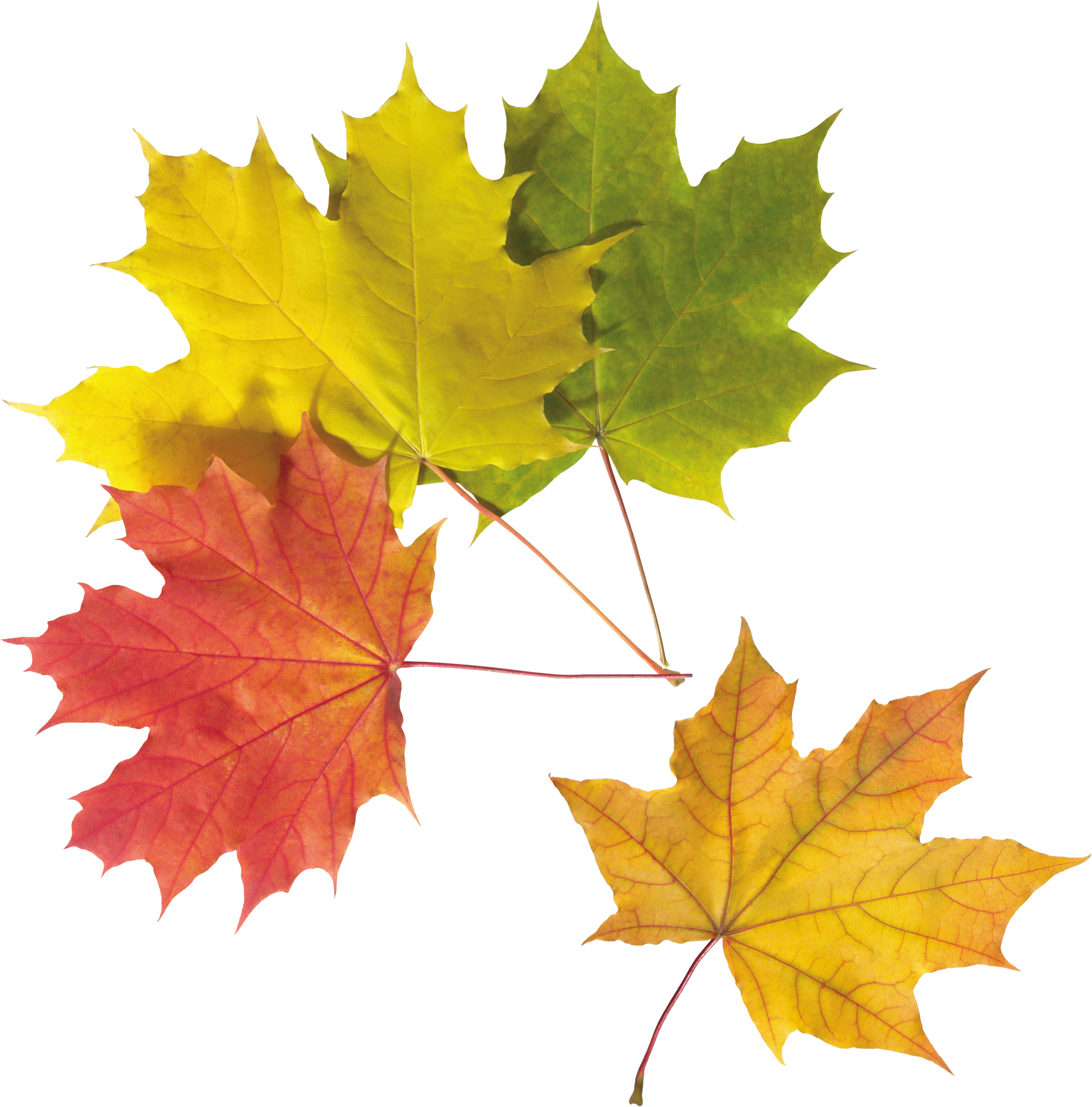 Autumn Golden Leaf Png HD Free Download