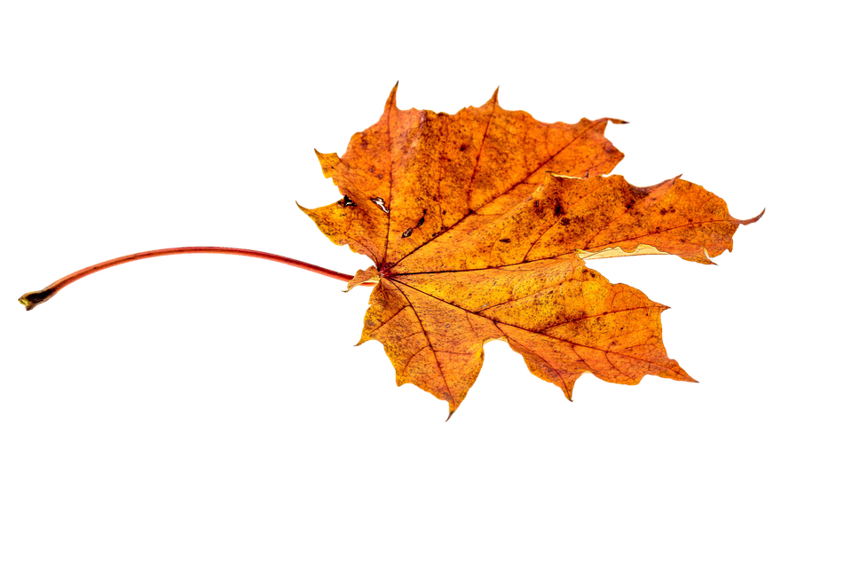 Autumn Golden Leaf File Png Hd Free Download