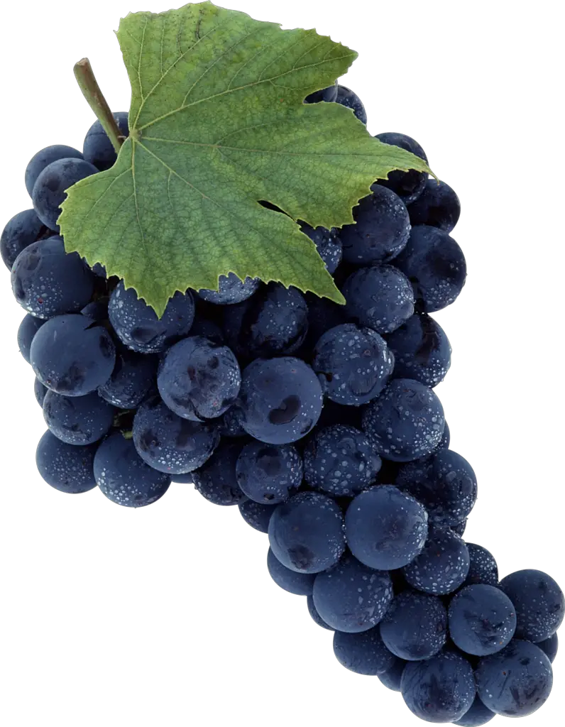 Leaves Black Grapes File Png HD Free Download