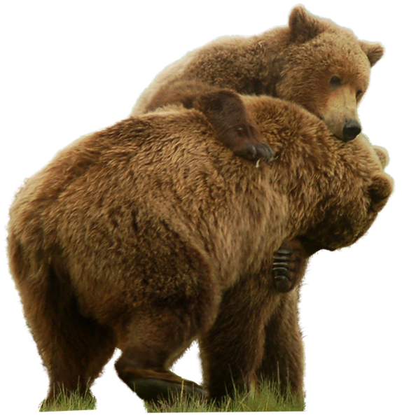 Couple Bear Png HD Free Download