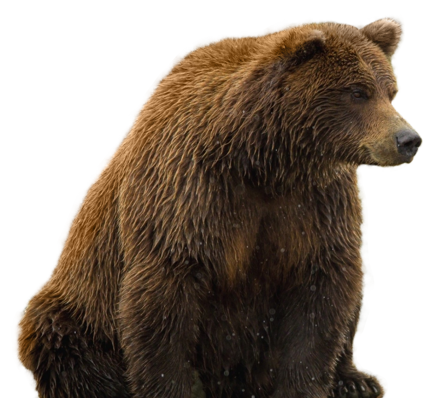 Bear Png HD Free Download