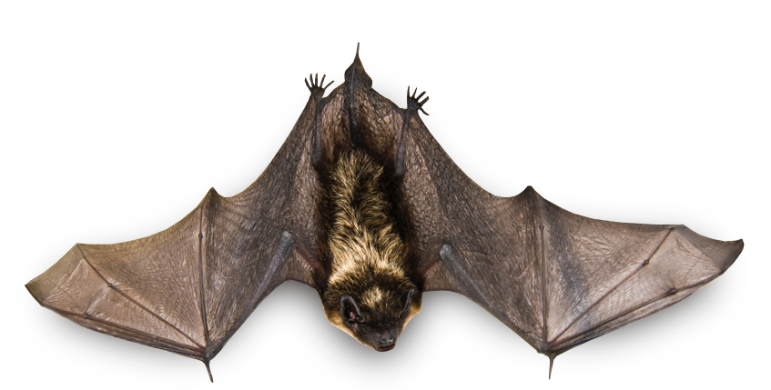 Bat Png HD Free Download