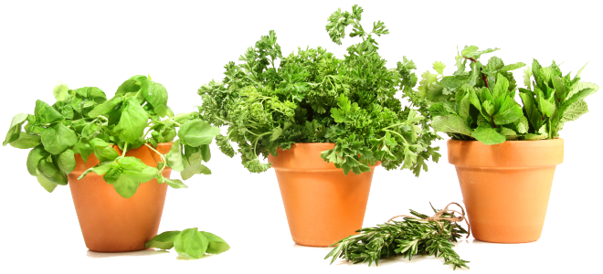 Basil Herbs Pot Leaf Png HD Free Download