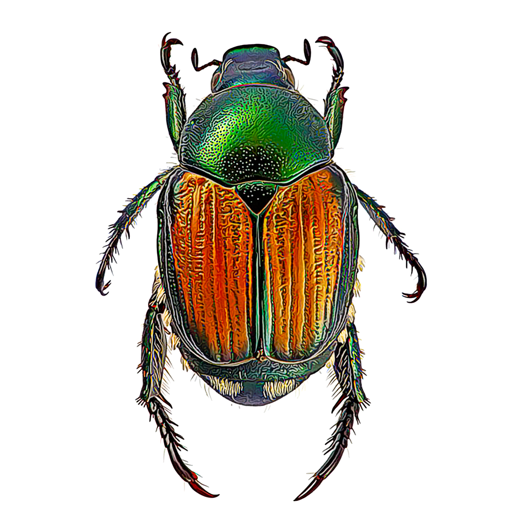 Green Beetle Png HD Free Download