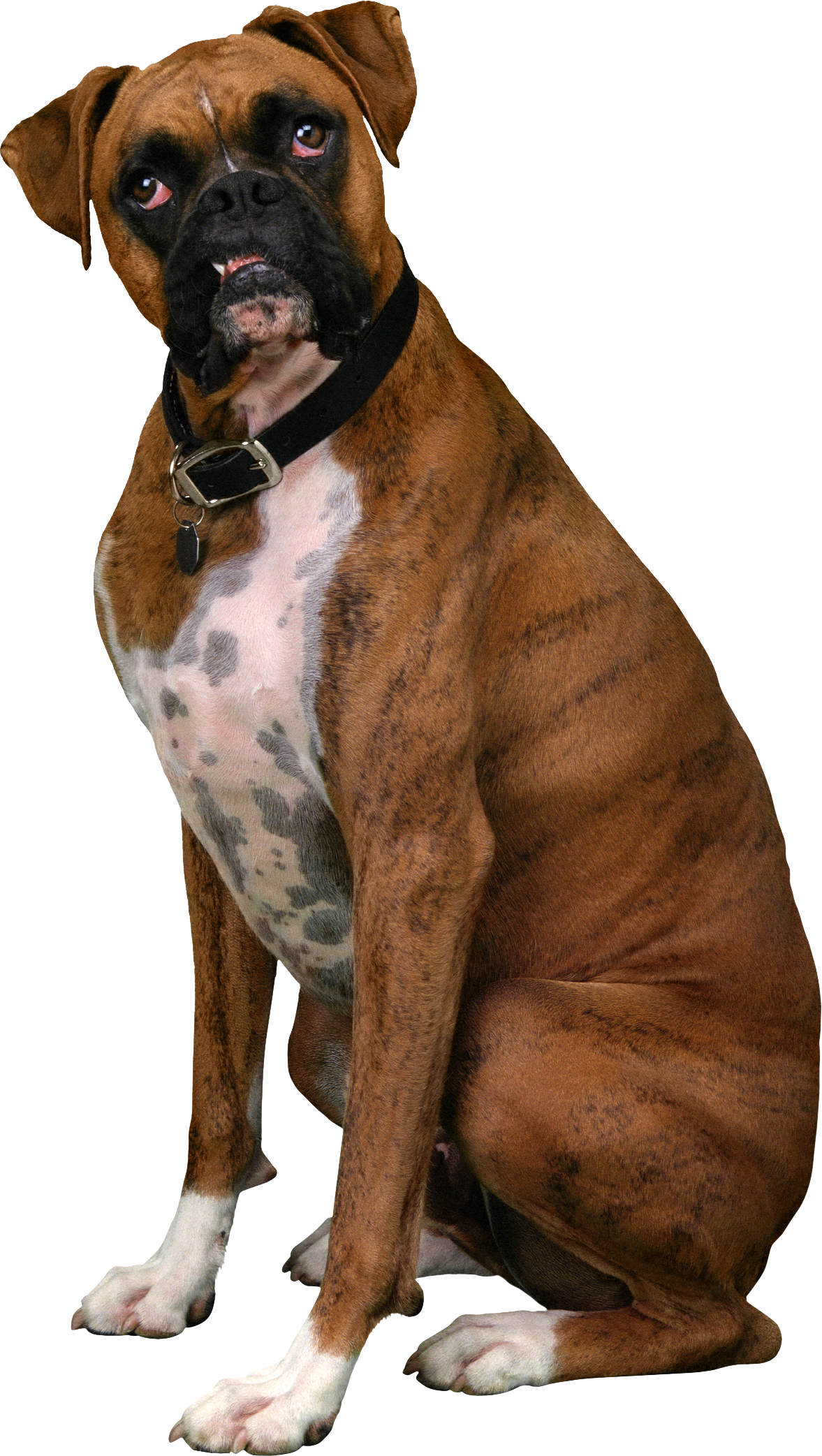 Boxer Dog Sitting Clipart Png HD Free Download