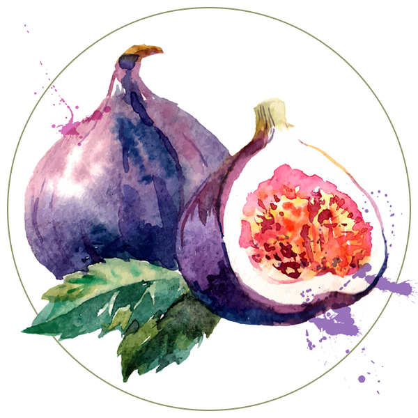 Watercolor Fig Png HD Free Download