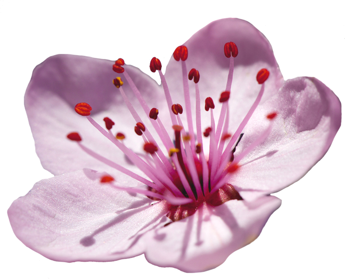 Blossom Flower Japanese Png HD Free Download