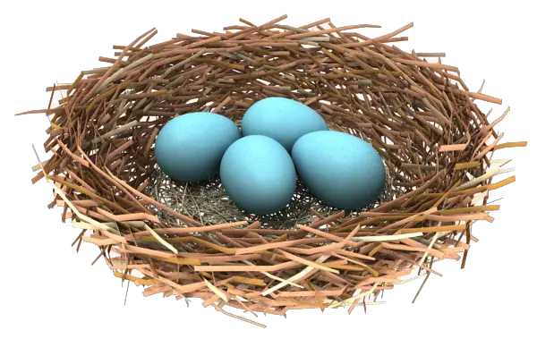 Blue Eggs Nest Bird Transparent Png HD Free Download