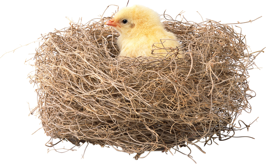 Nest Bird Png HD Free Download