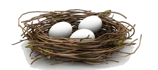 Eggs Nest White Bird Transparent Png HD Free Download