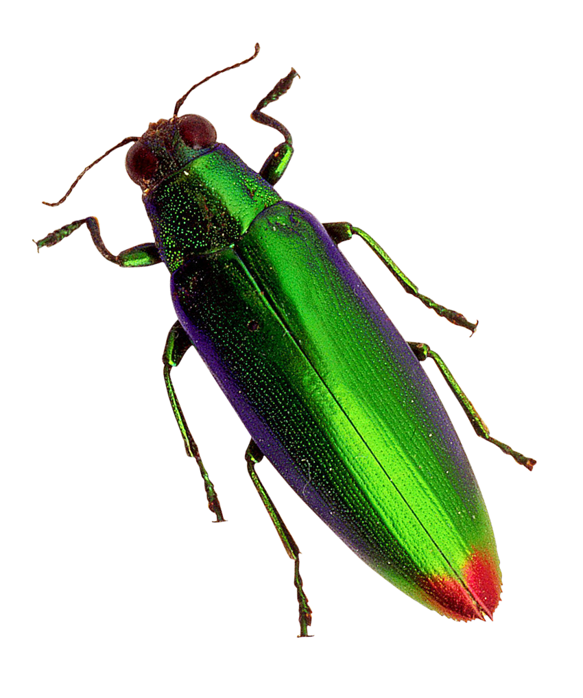 Fly Beetle Spanish Png HD Free Download