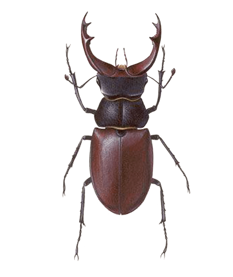 Stag Beetle Transparent Png HD Free Download