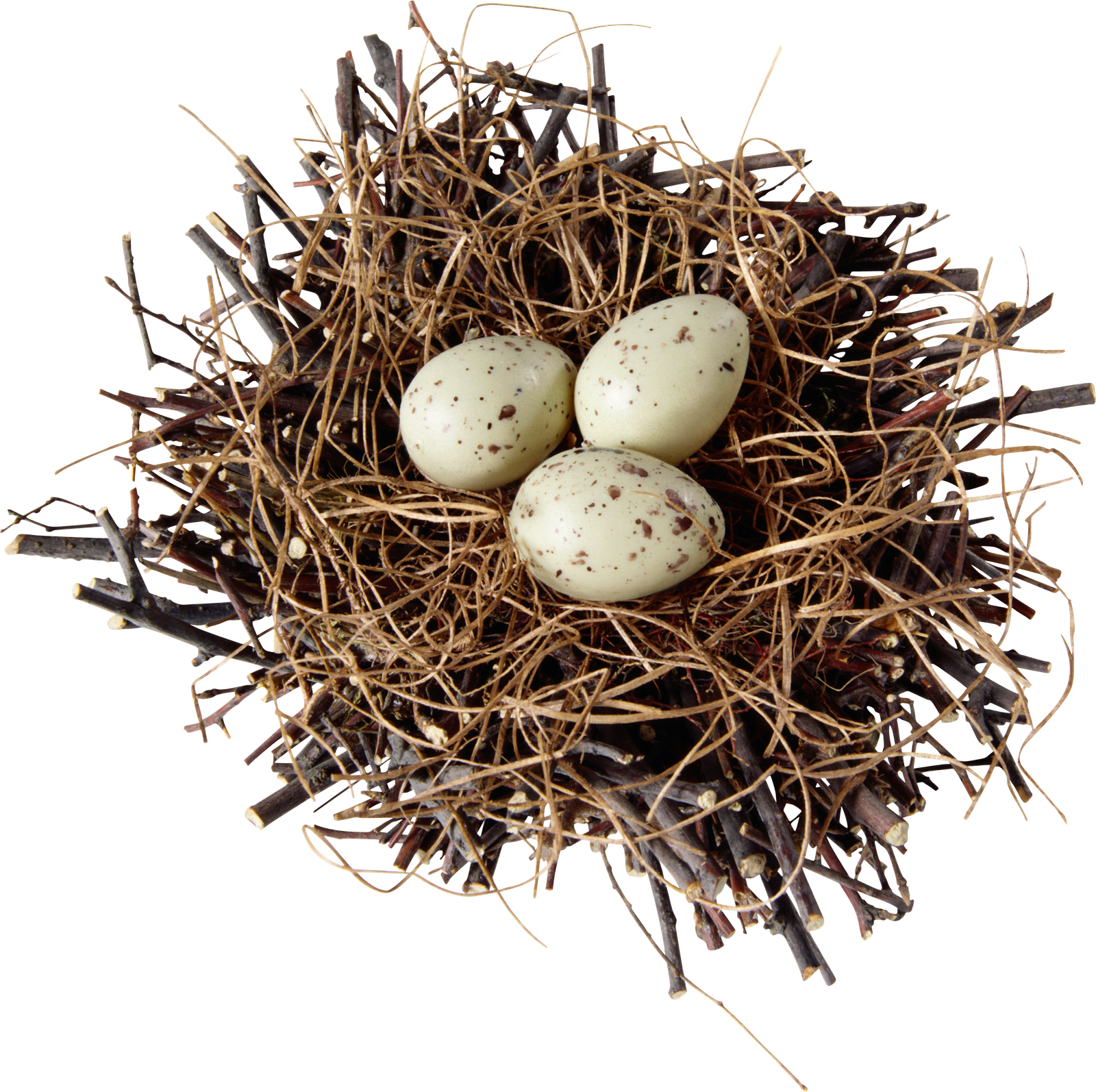 Nest Natural Bird Png HD Free Download