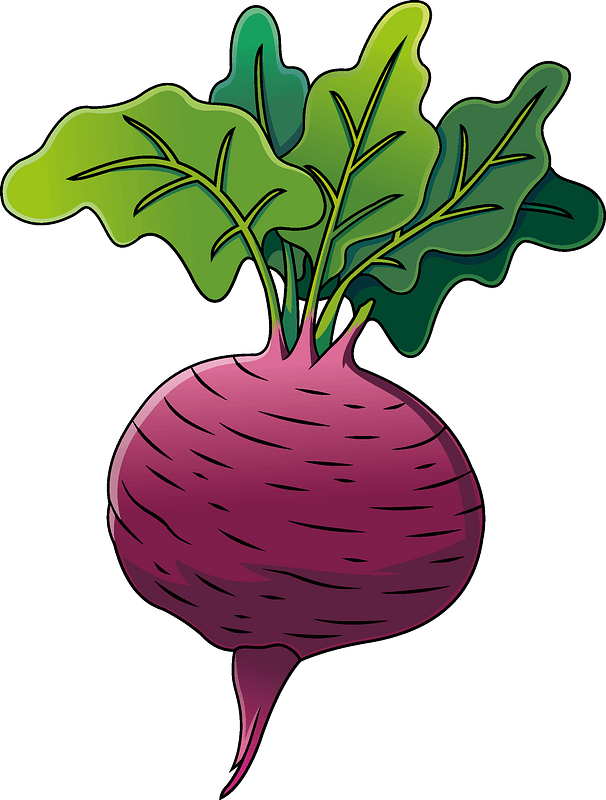 Beetroot Vector Clipart Png HD Free Download