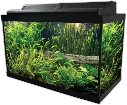 Green Fish Tank Aquarium Png HD Free Download