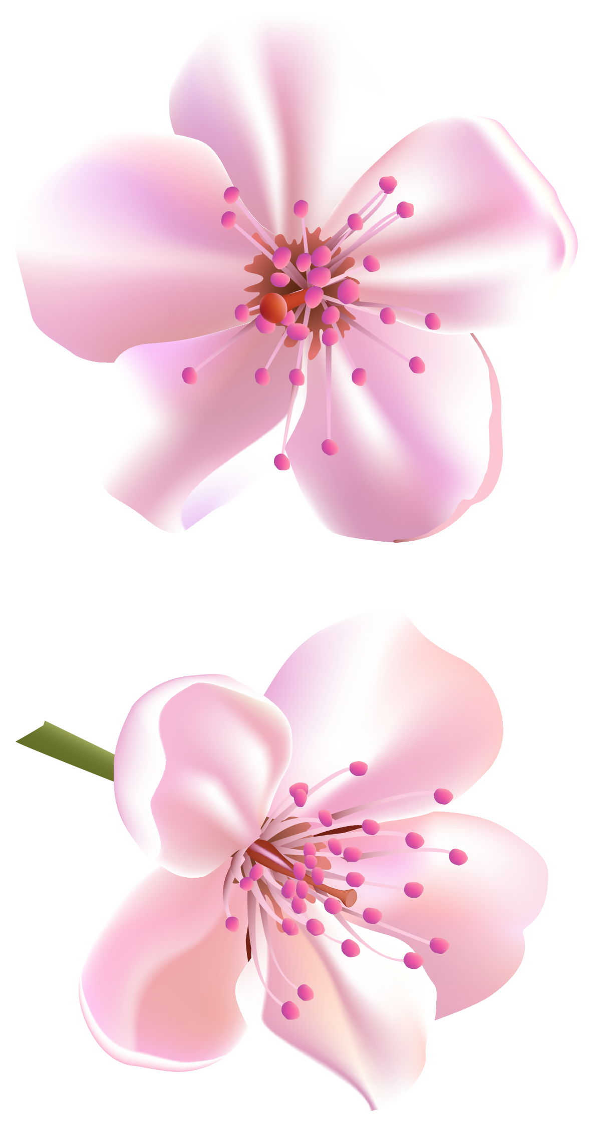 Blossom Vector Flower Png HD Free Download