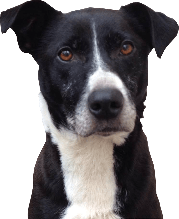 Head Black Dog Png HD Free Download